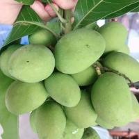 ราคา มะม่วงเบา แถมฟรีพริกเกลือ ทุกกล่อง 1โล70จ้า (4317476418)