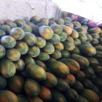 ราคา มะละกอเรดเลดี้เนื้อเยื่อ (7660761313)