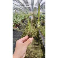 ราคา Tillandsia juncea ทิลแลนเซีย (19173927690)