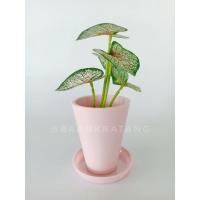 ราคา กระถางต้นไม้ กระถางพลาสติกจิ๋ว มีจานรอง สีเขียวชมพูเทา (11082145752)