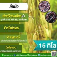 ราคา เมล็ดพันธุ์​ข้าว ข้าวเหนียวดำ ข้าวก่ำ ลืมผัว พันธุ์แท้ เพชรบูรณ์ ข้าวนาปี ไวแสง นุ่ม 15 กก. คูลเกษตร ไรซ์ KR30 (25573187493)
