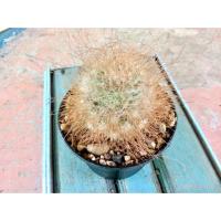 ราคา แมมแม่เฒ่า แคคตัสราคาดี (4034345818)