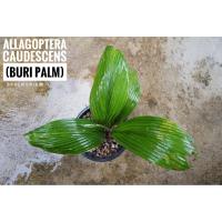ราคา Allagoptera caudescens (Buri palm) บุรีปาล์ม ปาล์มหายากจากประเทศบราซิล #Allagoptera #ปาล์ม #Palm #ปาล์มประดับ (43974240610)