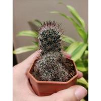 ราคา แมมหนามแดง / แมมหนามตะขอแดง (ดอกสีชมพู) (11616638704)