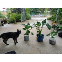 ราคา ต้นนางกวักใบโพธิ์ #กวักใบโพธิ์ #นางกวักใบโพธิ์ ส่งตัดใบตุ้มรากค่ะ (14148677692)