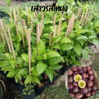 ราคา เสาวรสไทนุง เสาวรสอีกหนึ่งพันธุ์ที่เป็นที่นิยม หวานติดเปรี้ยวกำลังดี หอม ผลใหญ่ ต้นเพาะเมล็ด สูง 60 เซน ชุดละ 2 ต้น (10847110356)