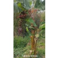 ราคา กล้วยนาคค่อม ::: ( หน่อขุดสด ) (9753481419)