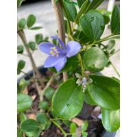 ราคา ต้นแก้วเจ้าจอม 4 ใบ กระถาง 6” ไม้ปักฉำ ออกดอกง่าน (27170910906)