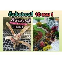 ราคา ต้นสับปะรดสี .ต้นไม้มงคล จัดสวน แต่งบ้าน ไม้ฟอกอากาศ คอนโด ในร่ม รำไร ไม้ใบ สวนเฟริน ปุ๋ย ดิน หิน กระถางต้นไม้ หญ้า สวน (24820178261)