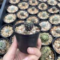 ราคา เฟเรีย แคคตัส กระบองเพชร ดอกเหลือง (11129328459)