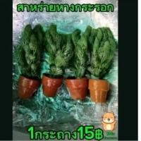 ราคา สาหร่ายหางกระรอก1กระถาง มี10ต้น (28656861191)