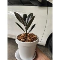 ราคา ยางอินเดียดำ Indai runber เริ่มต้น100 พร้อมกระถาง150฿#ยางอินเดียดำ (13209871941)