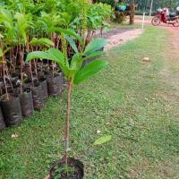 ราคา ต้นมะเม่าหลวงภูพานแบบเสียบยอดสูง70-80เซนฯผลใหญ่ดกพวยยาว ผลสุกรสหวาน นิยมนำไปทำไวน์มะเม่า (11716975613)
