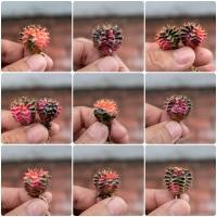 ราคา ยิมโนมิฮาโนด่างและยิมโนแอลบีไฮบริด่าง (13825248585)