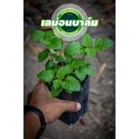 ราคา ต้นเลม่อนบาล์ม LEMON BALM ต้นสวยพุ่มสวย พร้อมส่ง (19117993829)