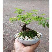 ราคา บอนไซหมากเมเปิ้ลในกระถางจิ๋ว (5153648795)