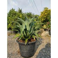 ราคา ต้นอากาเว่ อากาเว่ปากนกแก้ว ส่งพร้อมกระถาง 15# ต้นไม้ทนแล้ง# ต้นไม้จัดสวน (28933132555)