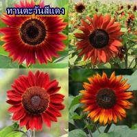 ราคา 20 เมล็ด เมล็ดทานตะวันสีแดง (ทานตะวันสีแดง ปลูกง่าย ออกดอกไว ดอกสวยมากๆ สีดอกเป็นโทนสีส้มไปจนถึงแดง แล้วแต่แสงแดด) (41911645391)