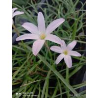 ราคา บัวดินFrist love บัวดิน หัวบัวดินสีชมพูอ่อน 10หัว/ชุด (3420717999)