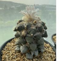 ราคา เมล็ดอริโอคาปัส (Ariocarpus) 20+เมล็ด ส่งฟรี (6278668021)