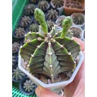 ราคา แคคตัส ยิมโนคาไลเซียม (Gymnocalycium) (19835553044)