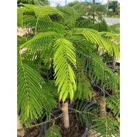 ราคา ชะอมไร้หนามต้นพันธุ์พร้อมปลูก ชุด 10 ต้น (18992101079)