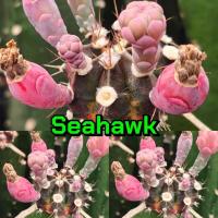 ราคา เมล็ด Seahawk 1หลอด ได้150เมล็ด+++ (22948830170)