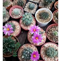 ราคา ต้นกระบองเพชร,แคคตัส Mammillaria shumannii Cactus แมมชูแมน (2083352674)