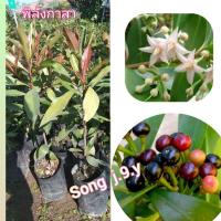 ราคา ต้นพิลังกาสา สูง 30 ซ.ม. ขึ้นไป (8220846398)