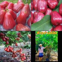 ราคา (1ต้น) ต้น ต้นชมพู่ทับทิมจันทร์ ชมพู่ทับทิมจันทร์ Tinutda (17583566870)