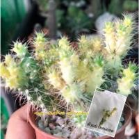 ราคา แคคตัสหน่อนวมนักมวย/ด่างไม้อวบน้ำ/กระบองเพชร (4337329538)