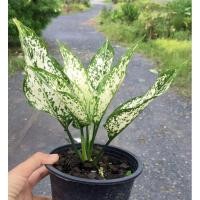 ราคา ต้นเพชรน้ำหนึ่ง ต้นไม้มงคล (4055550913)