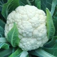 ราคา Cauliflower Seeds for planting 200เมล็ด/ซอง เมล็ดพันธุ์ กะหล่ำดอก กะหล่ำดอก ถูกที่สุด เมล็ดพันุธ์กะหล่ำดอก งอกง่าย โตไว (46853127048)