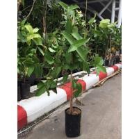 ราคา ต้นชมพู่ ชมพู่พลาสติก (6346393216)