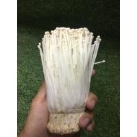 ราคา สด ใหม่ !!! ใหม่สด จากฟาร์ม เห็ดเข็มทองสด - เห็ดหอมอร่อย ผักผลไม้ ราคาถูก ราคาส่ง ราคา ถูก / ส่ง (26238140358)