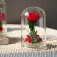 ราคา ดอกกุหลาบอมตะ สีแดง 1 ดอก ในโหลแก้วโดม อยู่ได้นานกว่า 7 ปี (24159889940)