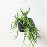 ราคา ต้นริพซาลิสก้ามปู ในกระถาง 4 นิ้วพร้อมลวดแขวน (7149784960)