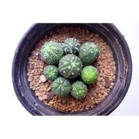 ราคา แอสโตรไฟตัม นูดัม แอสทีเรียส กิ๊กโกะ ครบจบในพอทเดียว (Astrophytum) (8446018972)