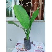 ราคา ต้นเศรษฐีวิลสัน ไม้มงคล ไม้ฟอกอากาศ ส่งแบบถุงชำ (14440423498)