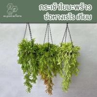 ราคา ส่งจากไทยกระเช้าใยมะพร้าว ช่อหางเรไร เทียม สวยมากเสมือนจริงมากภาพถ่ายจากสินค้าจริง (28828086800)