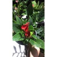ราคา ต้นหน้าวัวแคระสีแดง ราคา129 ส่งพร้อมกระถาง5-6นิ้ว (8152882635)