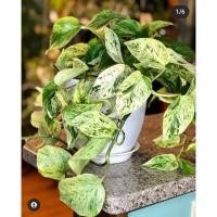 ราคา พลูราชินีหินอ่อน พลูหินอ่อน พลูฝรั่ง Epipremnum Aureum (Linden&André) Bunting Marble Queen (19406387669)