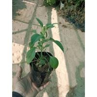 ราคา ต้นพันธุ์ บลูซัลเวีย ถุงดำพร้อมปลูก 29 บาท Blue Salvia มีกลิ่นหอม นิยมปลูกเป็นไม้ดอกประดับสวนเพื่อให้ใบสีเฉดตัดเขียว (26424822339)