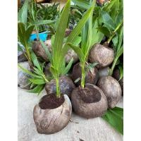 ราคา มะพร้าวน้ำหอมบ้านแพ้ว (จำนวน 1 ต้น) สูง 20-30 เซน พันธ์ต้นเตี้ย ก้นจีบ (25501282713)