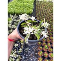 ราคา ต้นโมก#โมกด่างแคระ#ใบด่าง (26405656578)