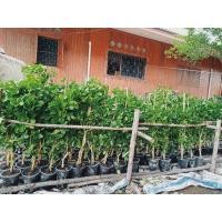 ราคา แก้วเจ้าจอมพันธุ์ผสม 4-6หรือ10 ใบ (23276136621)