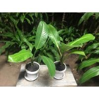 ราคา ขายเป็นคู่ 2กระถาง 289 บาท ต้นเศรษฐีวินสัน ไม้มงคลเสริมการงาน การเงิน พร้อมกระถาง6นิ้ว (ต้นสูง50cm) (17367241747)