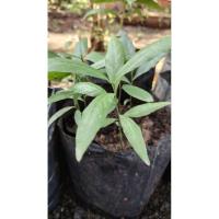 ราคา กล้าพันธุ์​ผักหวานป่า (55651143250)