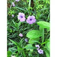 ราคา ต้นกล้า ต้อยติ่งฝรั่งสีม่วง ต้นกล้าละ 10บาท ห่อตุ้มส่งฟ้าประทานพร ต้อยติ่ง ฝรั่ง ต้อยติ่งเทศ (29815760887)