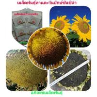 ราคา #เมล็ดพันธุ์ทานตะวันยักษ์ ซันซิล่า (5413873580)